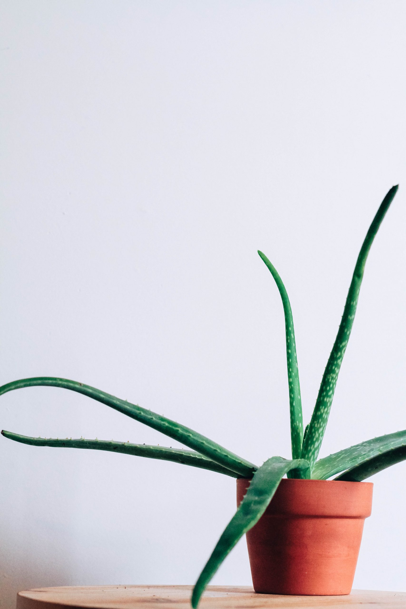 12 Common House Plants for Indian Homes: Freshen Up your Space ...